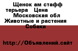 Щенок ам.стафф терьера › Цена ­ 30 000 - Московская обл. Животные и растения » Собаки   